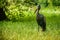 African black tick bird with a long sharp beak stands on the grass and looks out