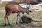 The African blesbok