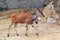 The African blesbok