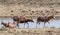 African Blesbok Antelope