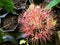 African Blood Lily