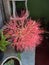 African blood lily