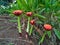 African blood lily