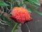 African blood lily