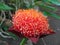 African blood lily