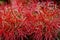 African blood lily, Scadoxus multiflorus. Macro image