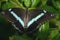 African Blue-Banded Butterfly