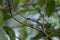 African blue flycatcher, blue crested flycatcher, elminia longicauda, Uganda