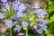 African blue spherical lily with flowers