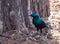 African Blue Starling