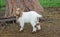 African Boer Goat Kid