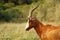 African Bontebok antelope