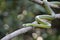 African boomslang (tree snake; Dispholidus typus)