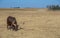 An African bred Ankole-Watusi bull feeds in a field