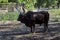 African brown bull Ankole Watusi, Bos taurus watusi or Ankole Longhorn rest in the shade