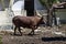 African brown bull Ankole Watusi, Bos taurus watusi or Ankole Longhorn rest in the shade