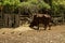 African brown bull Ankole Watusi, Bos taurus watusi or Ankole Longhorn rest in the shade