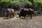 African brown bull Ankole Watusi, Bos taurus watusi or Ankole Longhorn rest in the shade