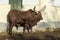 African brown bull Ankole Watusi, Bos taurus watusi or Ankole Longhorn rest in sun