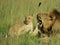 African brown lion and cubs cuddling and showing affection