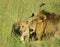African brown lion and cubs cuddling and showing affection