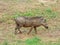 African brown Wild boar, Botswana