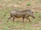 African brown Wild boar, Botswana