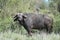 African buffalo