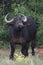 African Buffalo