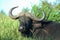 African Buffalo