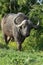 African Buffalo