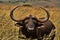 African Buffalo