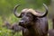 African buffalo