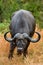 African buffalo