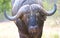 African Buffalo