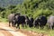 African Buffalo, Addo Elephant National Park