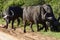 African Buffalo, Addo Elephant National Park