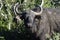 African Buffalo, Addo Elephant National Park