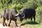 African Buffalo, Addo Elephant National Park