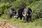 African Buffalo, Addo Elephant National Park