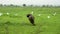 African buffalo with birds in the wild savannah, danger