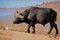 African buffalo bul, South Africa