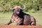 African Buffalo Bull