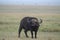 An African Buffalo bull