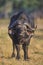 African Buffalo bull with Oxpecker