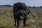 African Buffalo bull portrait with big horns