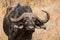 African buffalo bulls stare across the road in the park