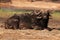 The African buffalo or Cape buffalo, a large bull lying covered mud