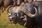 The African buffalo or Cape buffalo Syncerus caffer male