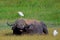 African buffalo and cattle egrets, Amboseli National Park, Kenya